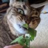 Catnip King